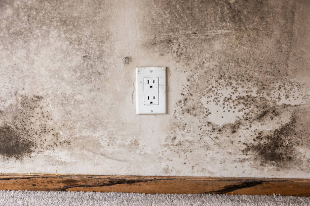 Best Attic Mold Removal  in North Bellport, NY